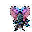 Hibernal Moth